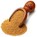 Yellow Mustard Seeds by Haj Mady