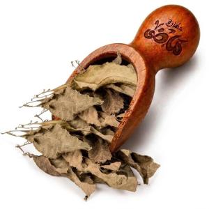 Natural Camphor Leaves by Haj Mady